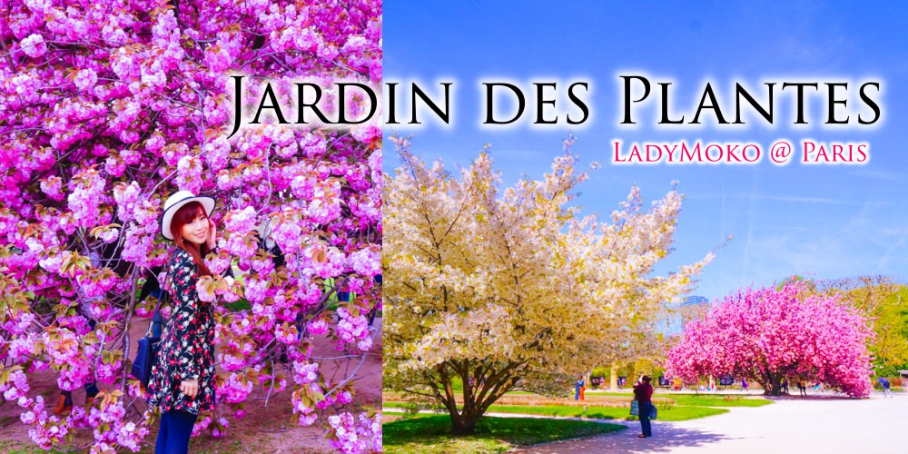 巴黎賞櫻》巴黎植物園,最放肆狂美的櫻花,滿開巴黎的夢幻春天