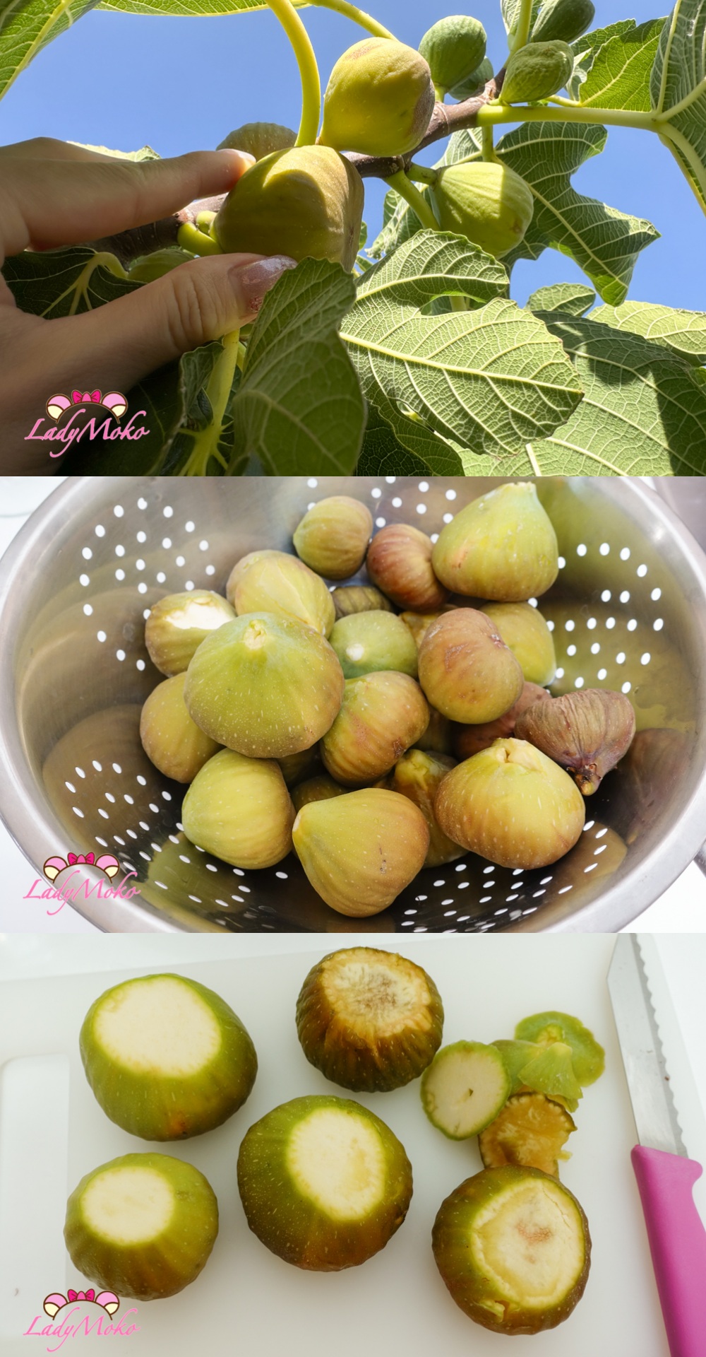 無花果巧克力蛋糕捲食譜 Extra-Thick Fig Chocolate Roll Cake Recipe 新鮮的無花果