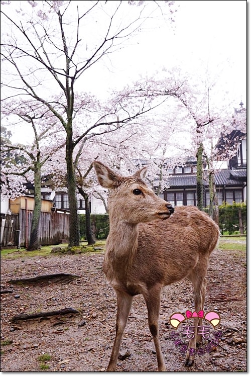 奈良賞櫻鹿伴散策》奈良公園、春日大社。準備好鹿仙貝與櫻花樹下的鹿們一起玩耍了嗎?散步奈良，下著雨也好有詩意