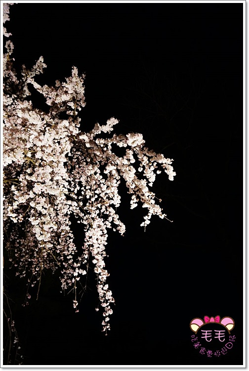 京都夜櫻 》二条城。想看夜櫻一定要來二条城，在這極黑的夜色中，所有的櫻花成為眼眶中最絢爛繽紛的景象♥