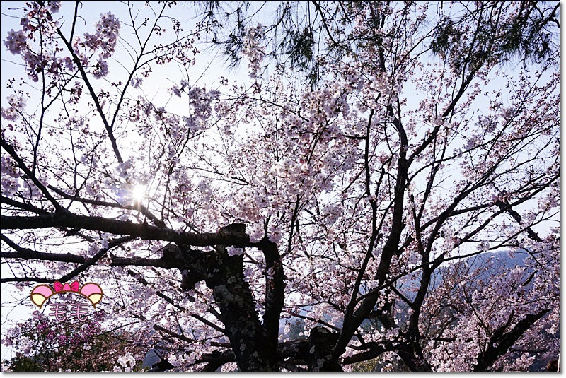 嵐山公園賞櫻》美到過分的粉嫩雪白，開滿了枝頭，讓旅人快門抓下，櫻花季京都，自由行必來(日本櫻花季花況)