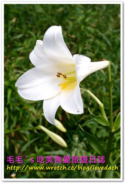 遊。內雙溪自然中心 》(2013/5/28花況) 追花 ! ! 百合。別因為花落而錯過了下個花開。