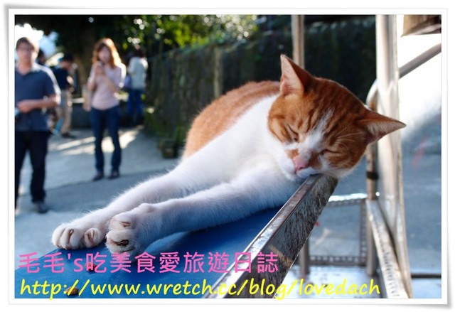 遊。2012寒假猴硐貓村 》艷陽高高照，貓兒懶懶睡